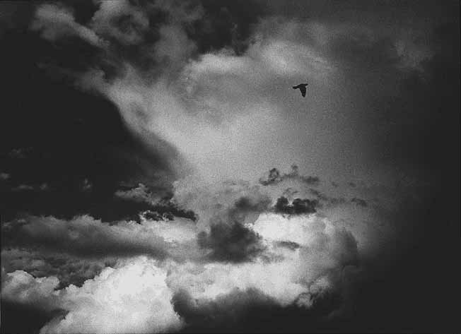 © - wolkenvogel